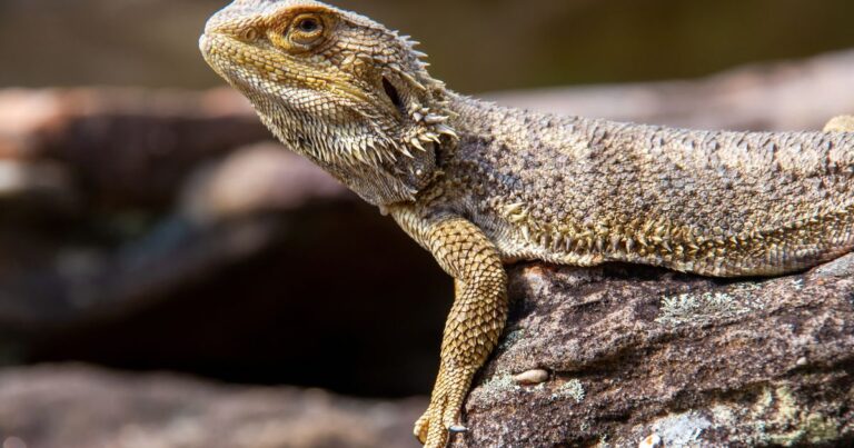 Your Bearded Dragon’s Health and Wellness